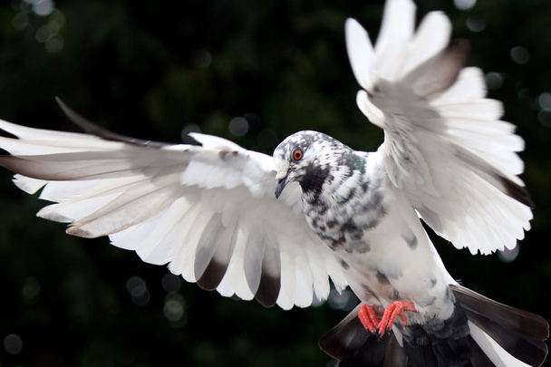létající holubice - Fotografie, Obrázek