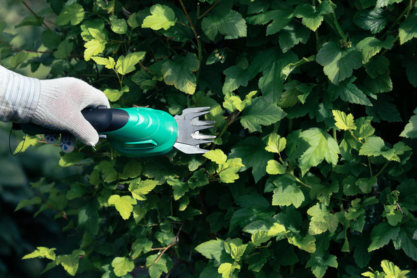 Jardinero corta arbustos usando cizallas de jardín alimentadas por batería - Foto, Imagen