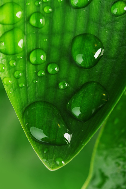 Green plant leaf - Foto, Bild