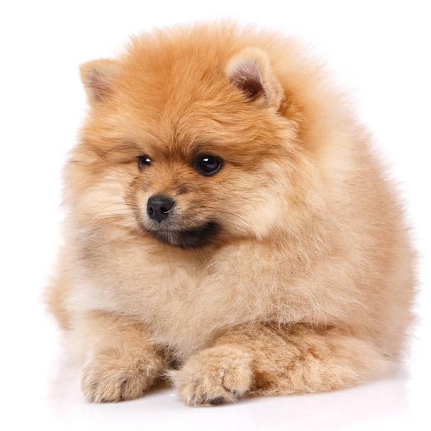 Krásný rusovlasý Pomeranian Spitz ležící na bílém pozadí ve studiu. Domácí mazlíčci. - Fotografie, Obrázek