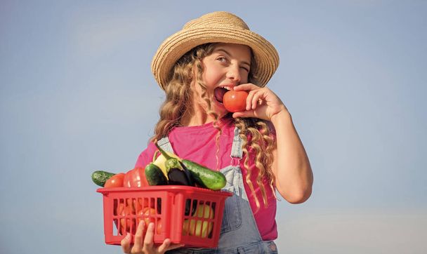 Sbírám zeleninu v košíku. Trh se zeleninou. Dívka roztomilé dítě farmaření. Prodávat domácí stravu. Ekologická zelenina. Vesnický rustikální styl. Slunečný den na farmě. Přírodní výživa vitamínů - Fotografie, Obrázek