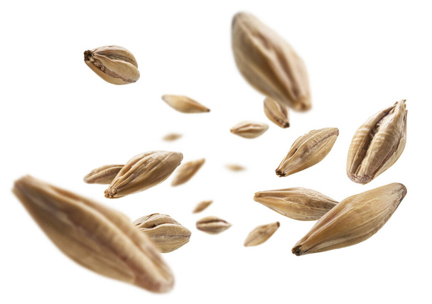 Barley malt grains levitate on a white background. - Photo, Image