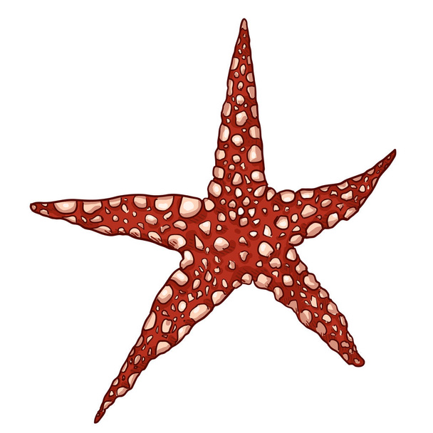 Vector Cartoon Red Starfish Illustration - Vector, Image