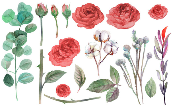 watercolor set of flowers of red roses and branches of eucalyptus and cotton - Fotografie, Obrázek