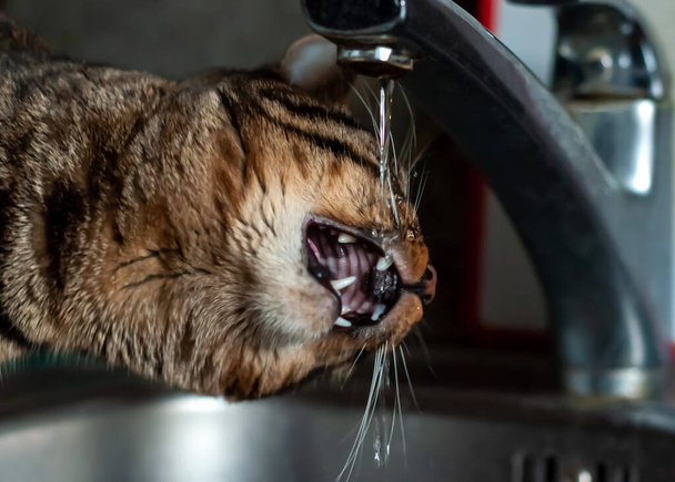 A young tabby cat drinks water from the tap - Φωτογραφία, εικόνα