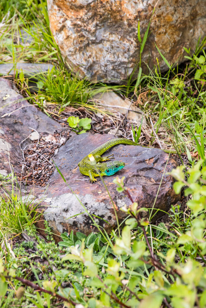 Зелений і синій великі рідкісні ящірки в каталонських Піренеях. - Фото, зображення