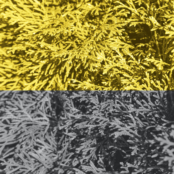 Thuja branches in the trendy illuminating yellow and ultimate gray colors. - Photo, Image