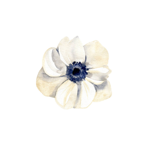 Watercolor white anemone flower. Hand drawn illustration isolated on white background. - Foto, imagen