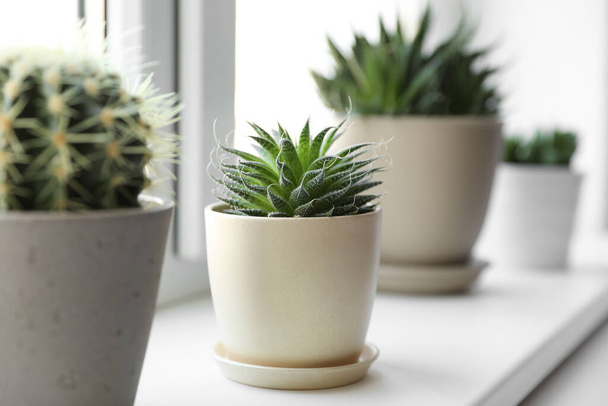 Beautiful different cacti in pots on windowsill indoors - 写真・画像