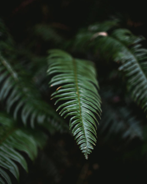 A selective focus shot of fresh foliage of fern - Φωτογραφία, εικόνα