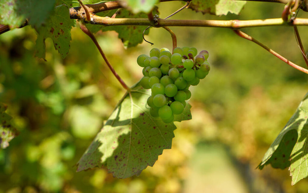 A selective focus closeup of grapes in a grapevine on a vineyard - Zdjęcie, obraz