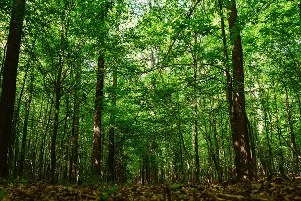A beautiful shot of a forest - Fotografie, Obrázek