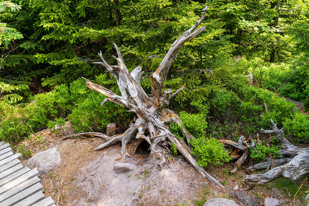 Il Lothar Path è un'esperienza forestale e un percorso didattico nella Riserva Naturale Schliffkopf - Foto, immagini