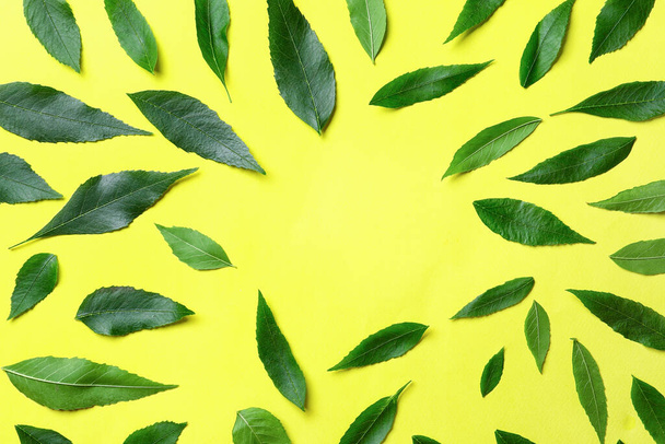 Telaio fatto di foglie di frassino verde su sfondo di colore - Foto, immagini