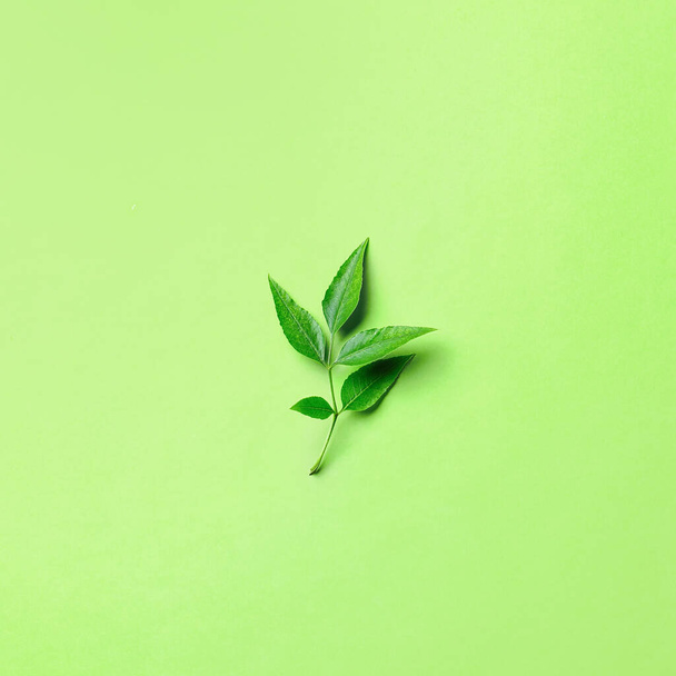 Πράσινα φύλλα στάχτης στο φόντο χρώματος - Φωτογραφία, εικόνα
