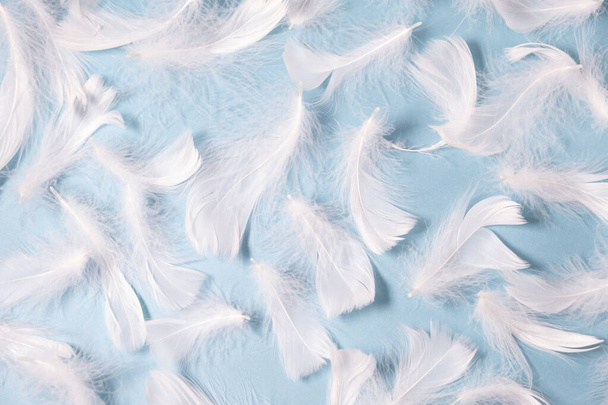 white feathers on a blue background. Light delicate background - Foto, Imagen