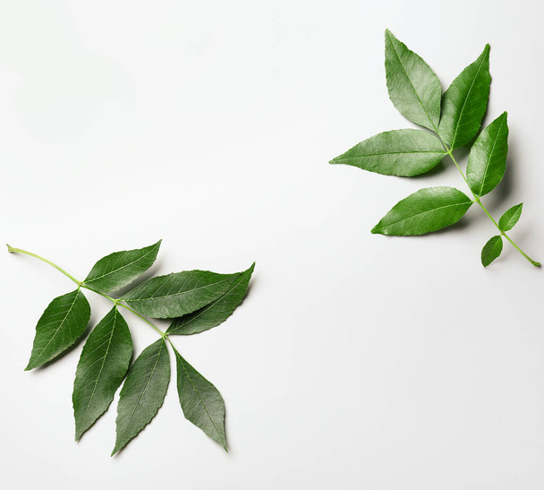 Green ash leaves on white background - Foto, Bild
