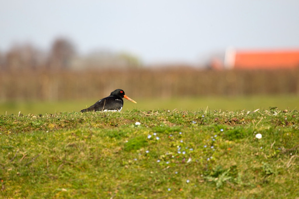 Oystercatcher on an embankment in the polder of Huissen - Photo, Image