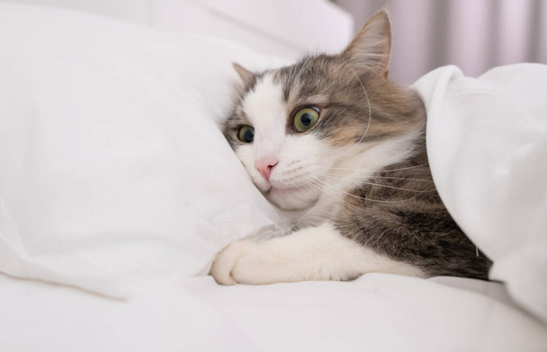 μια γάτα με ένα αστείο έκπληκτο πρόσωπο ξαπλώνει στο κρεβάτι. - Φωτογραφία, εικόνα