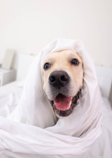 Szczęśliwy uśmiechnięty młody pies golden retriever pod białym kocem. W mroźną zimę, zwierzę domowe ogrzewa się w łóżku.. - Zdjęcie, obraz