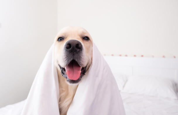 Счастливая молодая золотистая собака-ретривер под белым одеялом. В холодную зимнюю погоду домашнее животное греется в постели. - Фото, изображение