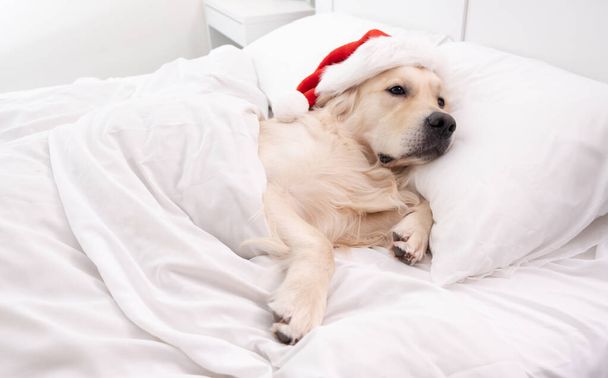 Cute golden retriever śmieszne spanie w łóżku w Santa Claus kapelusz. Boże Narodzenie pies. - Zdjęcie, obraz