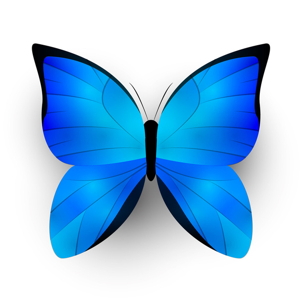 Mariposa azul - Vector, Imagen