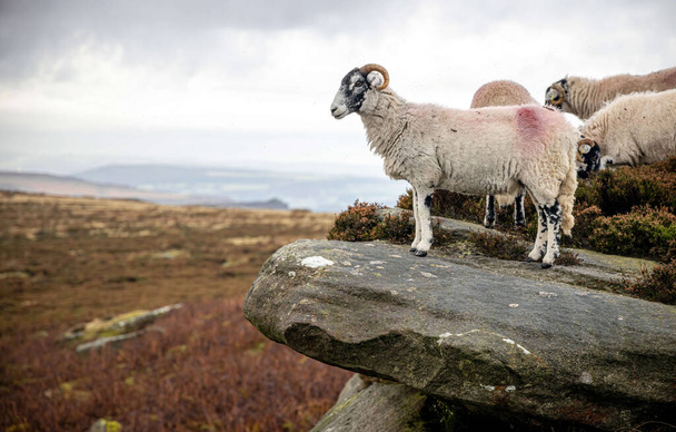 Vista de ovejas en Peak District, una zona de montaña en Inglaterra en el extremo sur de los Pennines, Reino Unido - Foto, Imagen