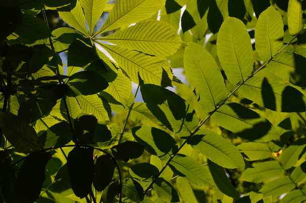 Hojas de castaño, castaños, grandes hojas verdes. - Foto, Imagen