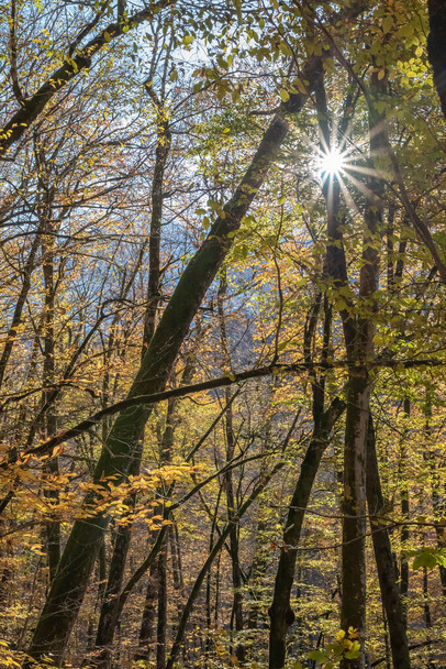 The rays of the sun through the autumn crowns of trees - 写真・画像