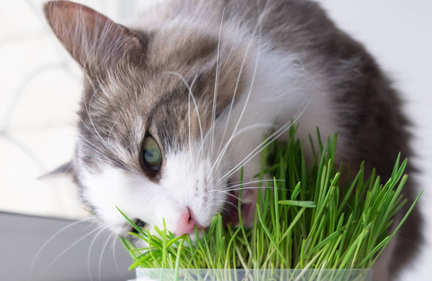 chat mignon manger de l'herbe saine - Photo, image