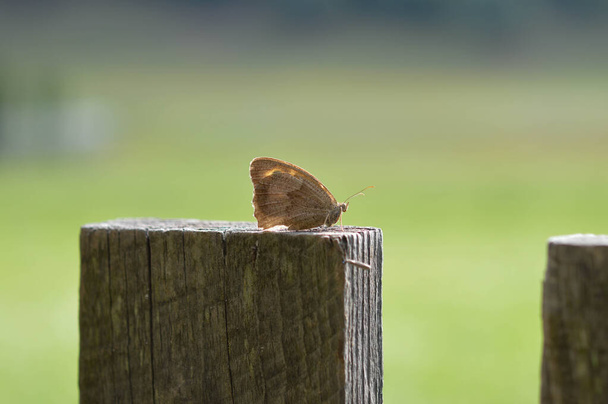 Großer Heideschmetterling am Zaun, Nahaufnahme, Makro, brauner Schmetterling - Foto, Bild