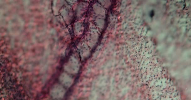 Vérhajszálerek mikroszkóp alatt 100x - Felvétel, videó