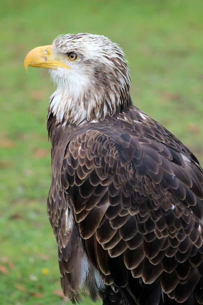 Side View of Female American Bald Eagle - Photo, Image