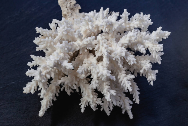 White Sea Coral on a black background. - Photo, Image