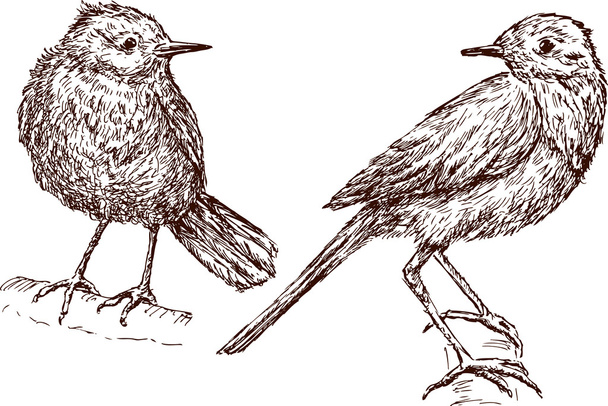 Two Birds - Vektor, Bild