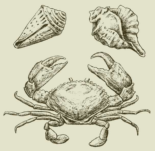 Crab and seashells - Διάνυσμα, εικόνα