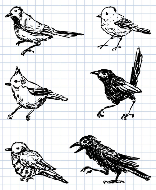 Drawn birds - Διάνυσμα, εικόνα