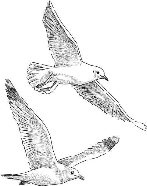 Flying sea gulls - Διάνυσμα, εικόνα