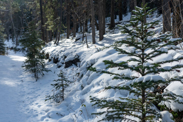 Sentier de montagne couvert de neige dans la forêt en hiver matin ensoleillé. Sentier des lacs Grassi, Canmore, Alberta, Canada. - Photo, image