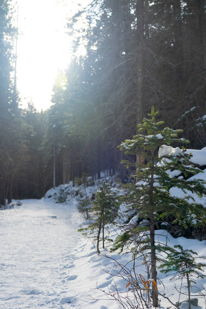 Βουνό μονοπάτι που καλύπτεται από χιόνι στο δάσος κατά τη χειμερινή περίοδο ηλιόλουστη μέρα το πρωί. Grassi Lakes Trail, Canmore, Αλμπέρτα, Καναδάς. - Φωτογραφία, εικόνα