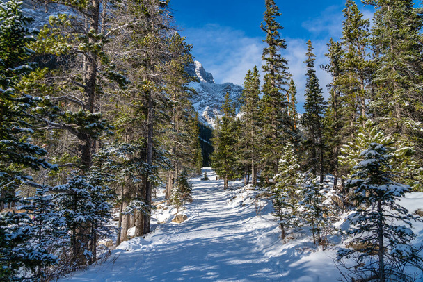 Mountain path covered by snow in the forest in winter season sunny day morning. Grassi Lakes Trail, Canmore, Alberta, Canada. - Foto, imagen