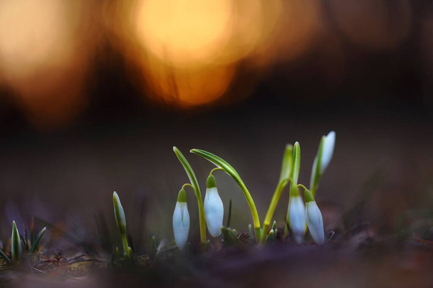 Snowdrops growing from the earth in springtime nature - Photo, Image
