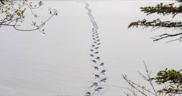 Lijn van menselijke voetafdrukken op sneeuw in het bos. Een avontuurlijk concept. - Foto, afbeelding