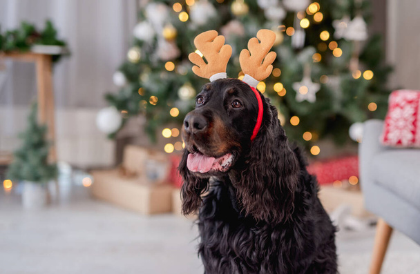 Dog near christmas tree at home - Fotoğraf, Görsel