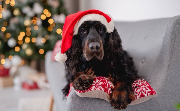 Dog near christmas tree at home - Foto, Bild