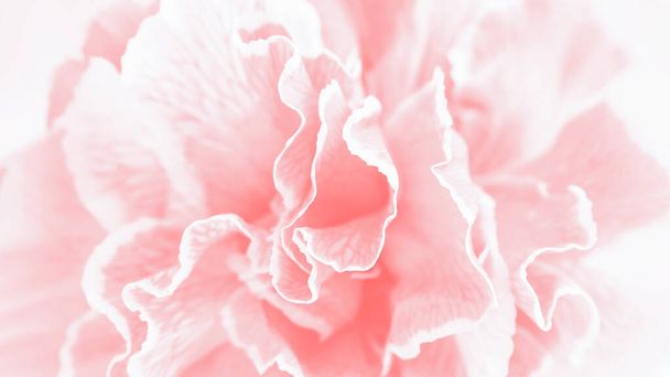 ピンクサンゴのカーネーションの花の背景、パノラマ - 写真・画像