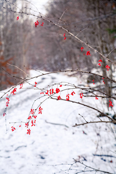 Punaiset marjat peitetty lumella Kanada - Valokuva, kuva