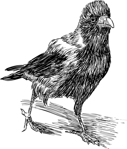 Striding crow - Vector, Image