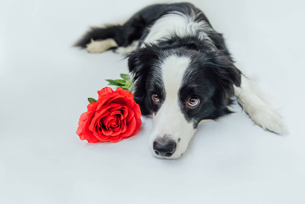 Valentinstag-Konzept. Lustiges Porträt niedlichen Welpen Hund Border Collie liegend mit roter Rose Blume isoliert auf weißem Hintergrund. Schöner verliebter Hund am Valentinstag beschenkt - Foto, Bild